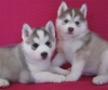 execellent Siberian Husky puppies  for adoption