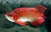 Beautiful Arowana Fishes for Sale