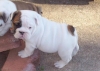 Amazing bulldog puppy ready for their new homes