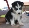  AKC registered male siberian husky puppies 