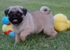 concillatory pug puppies