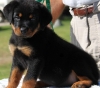 Rottweiler Puppies For Sale