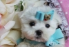 Cute Maltese puppies for sale