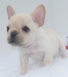 Adorable French bulldog pups