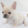Adorable French bulldog pups
