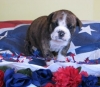Available New Litters Bulldog Puppies