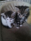 Lovely Kittens for sale