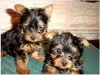 We have 2 little Yorkie puppies left(Good home)