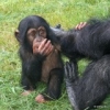 Fine Looking Chimpanzee Available and Ready for Sale now ($1500)
