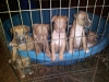 AMERICAN REDNOSE GOTTI BLUE PITBULL PUPS