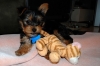 AKC Female Yorkshire Terrier For Adoption