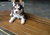 well trained siberian husky for  a new home