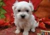 4 Cute Maltese Puppies for sale