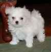 Nice Charming Teacup maltese Puppies for Christmas