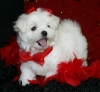 Nice Charming Teacup maltese Puppies for Christmas