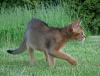 Abyssinian Kittens(X-mas)