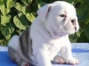 English bulldog puppies for x mass