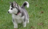 Siberian husky puppies for x mass