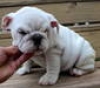 Cute English bulldog puppies for Xmas