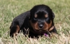 Rottweiler puppies for adoption