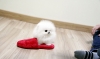 Adorable Lili  White Pom So tiny and Precious