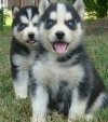 Male and Female Siberian Husky puppies