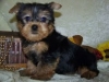 Good loving Yorkie puppies for adoption