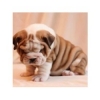 English bulldog puppies for sale in Anchorage, AK