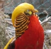 red golden pheasant