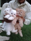  Pure Persian kittens available for sale   $500   