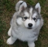 Beautiful Siberian Husky Puppies For R-Homing