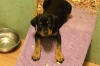 rottweiler  puppy available now