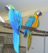 Affectionate blue abd gold macaw parrots for a new home .