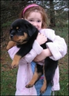 Adorable Rottweiler Puppies For Adoption. 