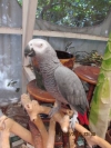 Beautiful African Grey Parrot ready now for a new home