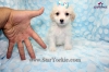Tiny Teacup Maltipoo Maltese  Poodle Puppies Available Now around Los Angeles