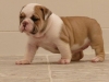 Quality Amazing  English Bull Dog Puppies