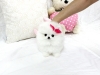 Alluring and Angelic Micro Tiny Pomeranian Puppies Wanting New Homes.