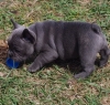Akc Registered Male and Female French Bulldog Puppies