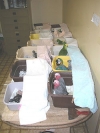 Many baby parrots for sale