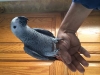 Adorable talking Congo African Grey Parrots