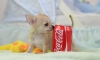  CHIHUAHUA PUREBRED REGISTERED PUPPIES TEACUP SIZES