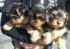 Irresistibly Adorable Teacup Yorkshire Terrier Puppies