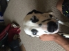 17 month old dalmation for sale