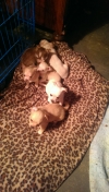 chihauhau puppies