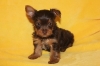 Gorgeous CKC reg. chocol​ate yorkies  chocolate carrier yorkies.