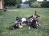 AKC German Shepard puppies available to loving homes  Text 817-617-7171