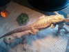 Bearded Dragon