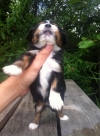 Three colored female shih tzu puppy 