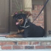Rottweiler Female 20 months old
